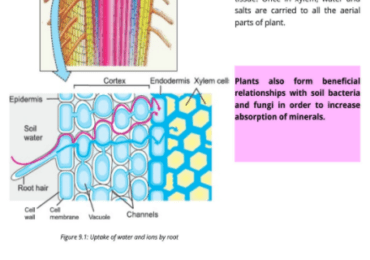 Important Questions Of Biology For Class 9 2018 Guess Paper Long, Short Questions